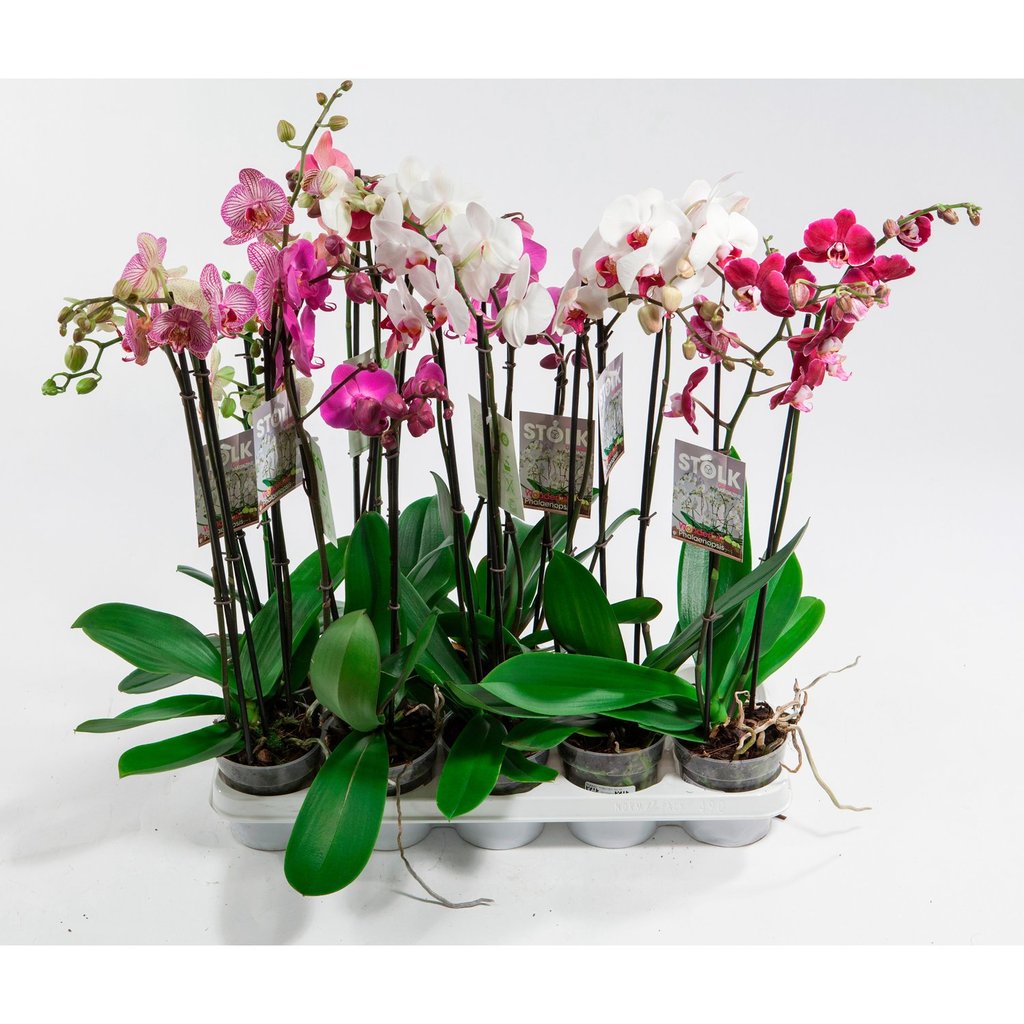 Купить орхидею в саратове. Цветы фаленопсис микс. Орхидея фаленопсис микс. Фаленопсис d12 микс. Фаленопсис микс 3 ствола.